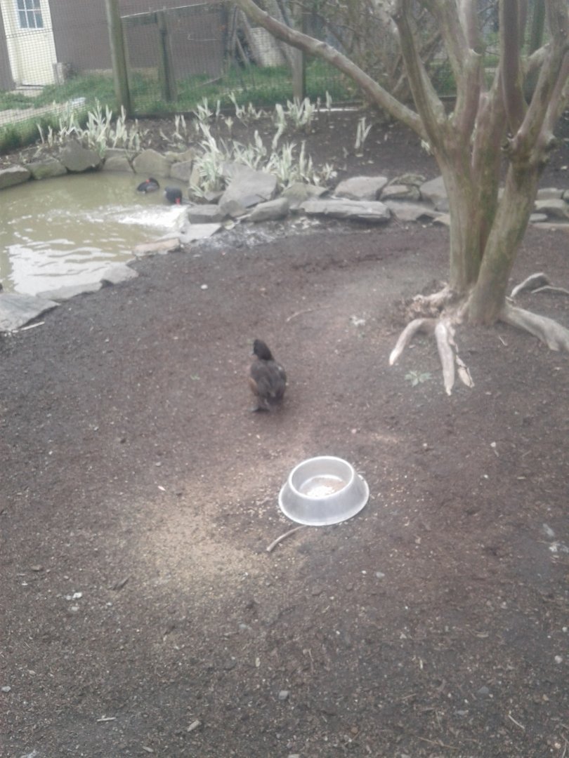 Rosybill pochard with unknown duck