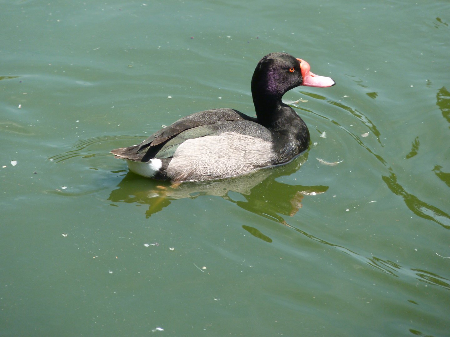 Rosybill pochard