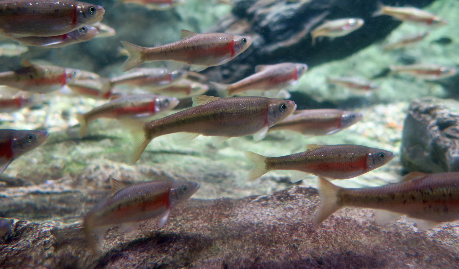 Rosyside Dace (Clinostomus funduloides)