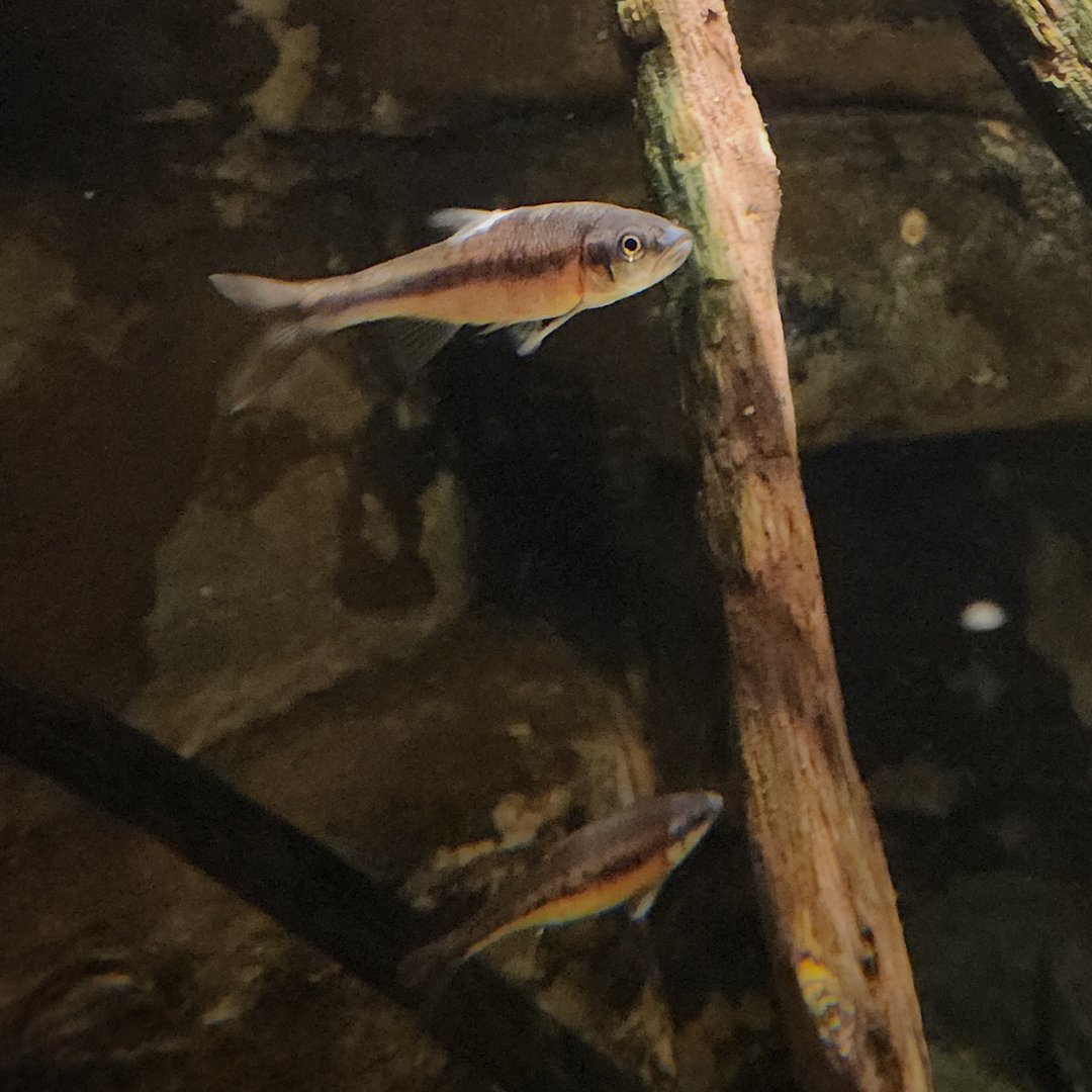 Rosyside Daces (Clinostomus funduloides)