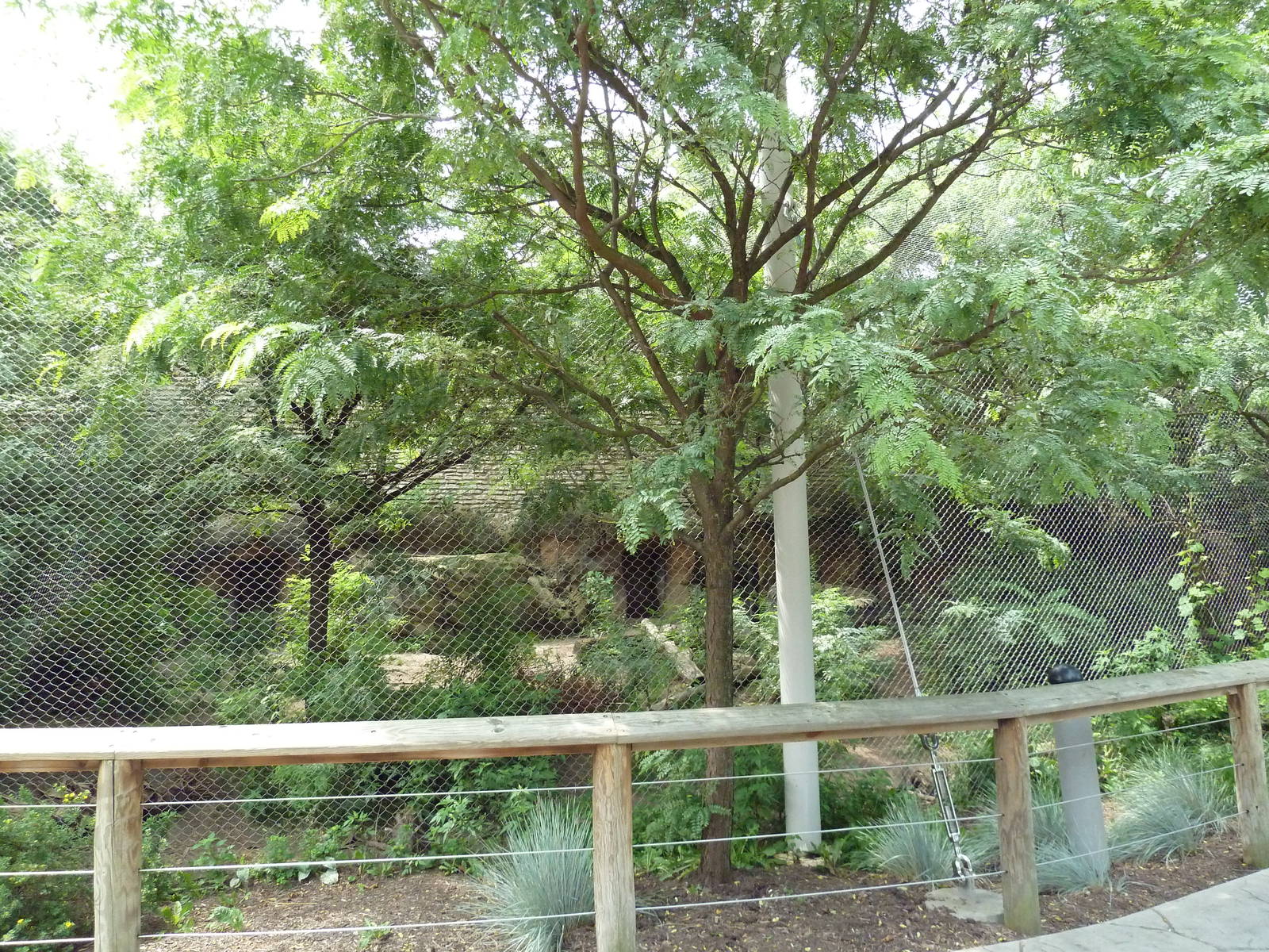 Rotation Exhibit - Spectacled Bear + Maned Wolf Enclosure
