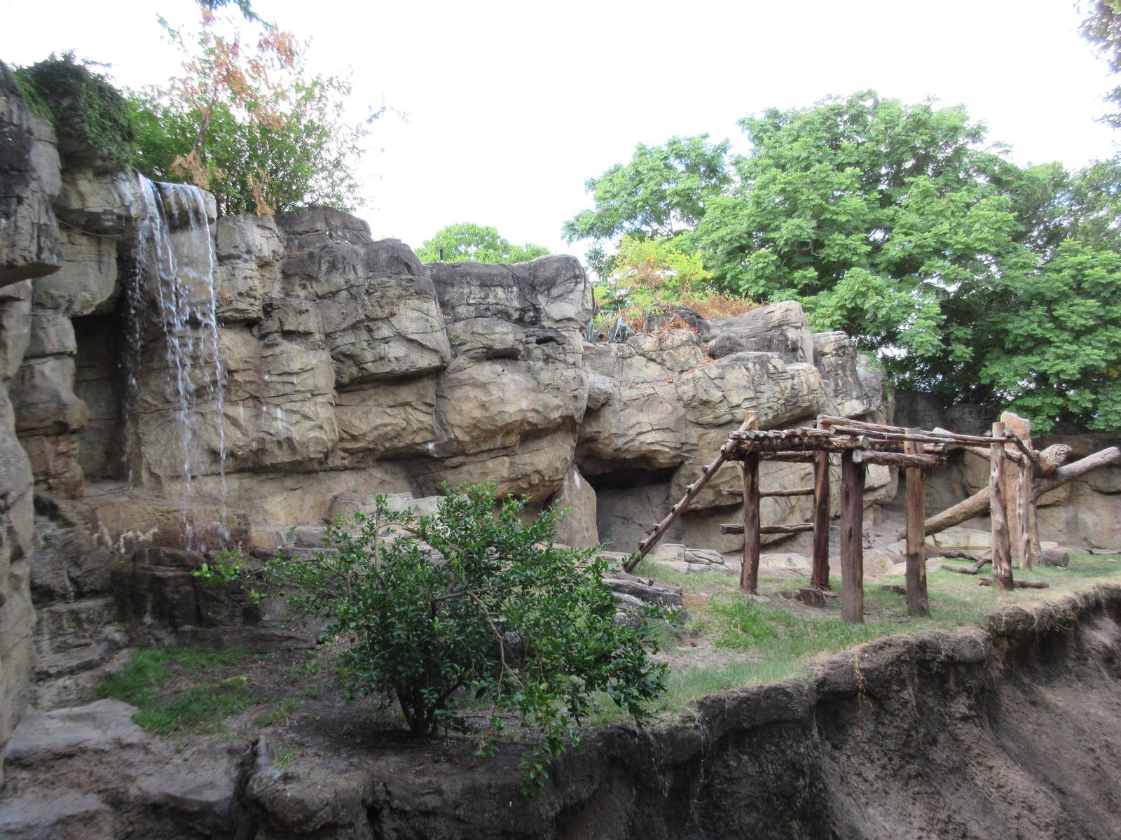 Rotational Exhibit - American Black Bear/Andean Bear