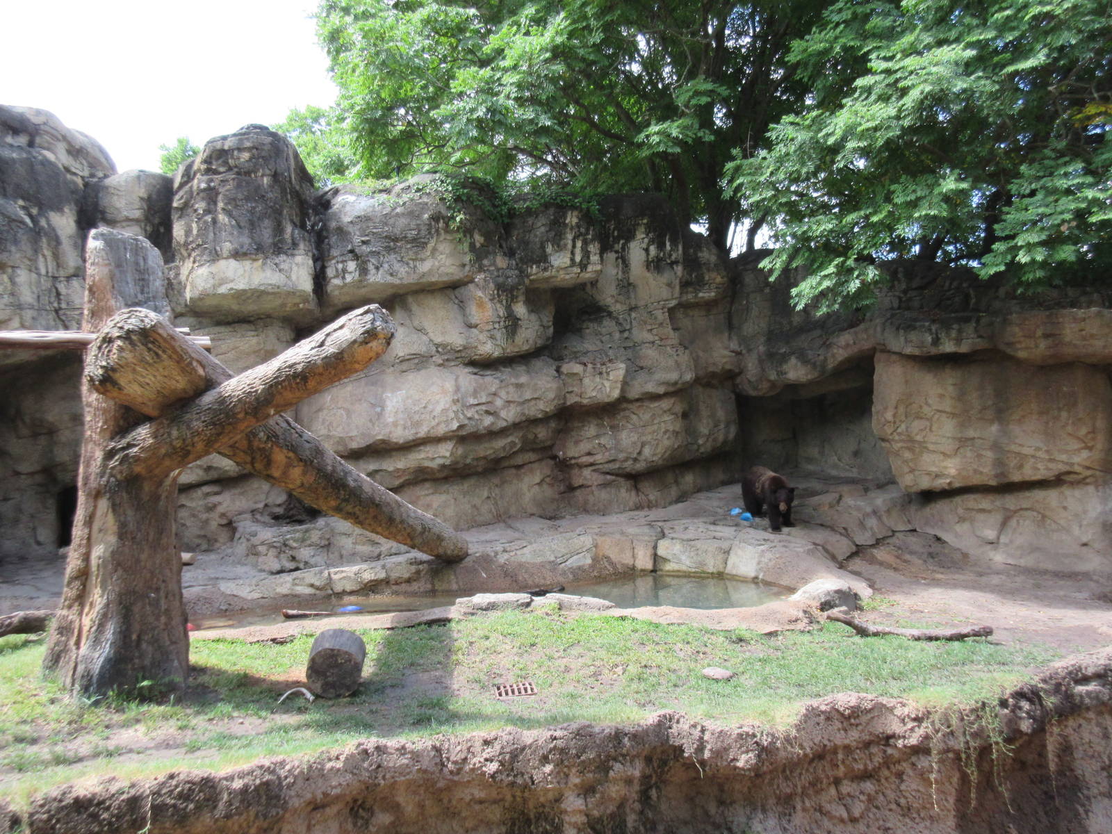 Rotational Exhibit - American Black Bear/Andean Bear