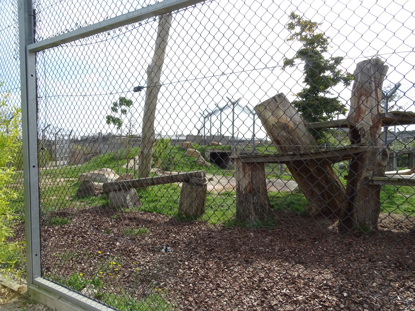 Rotational lion and tiger exhibit