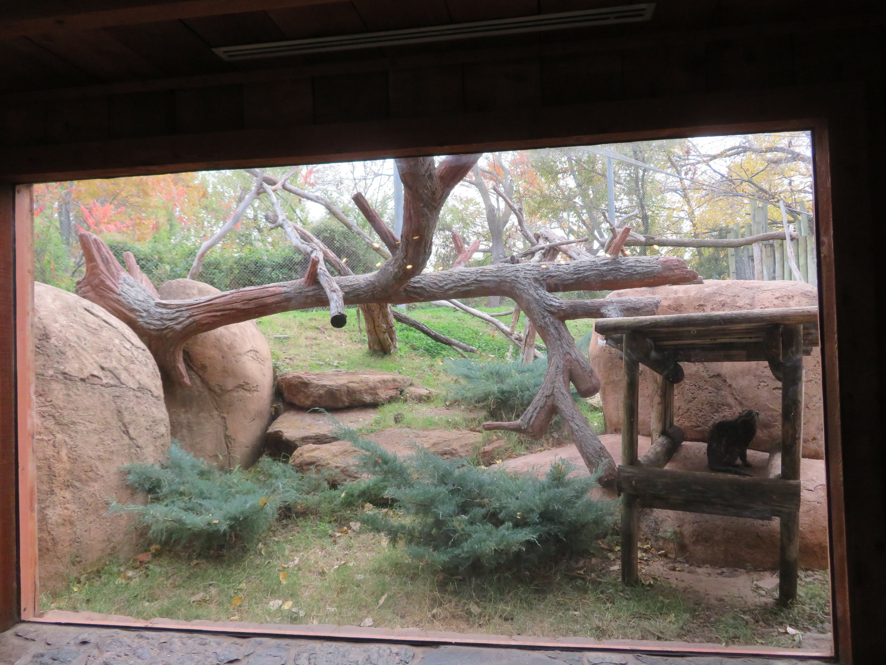 Rotational Small Cat Exhibit