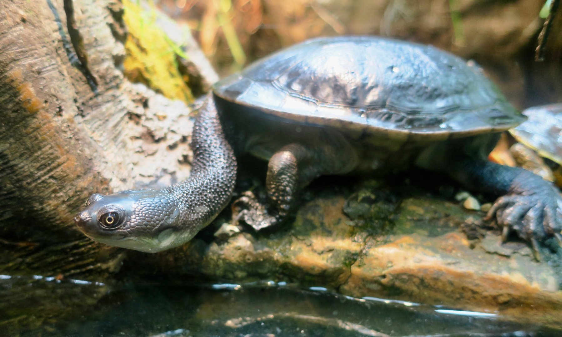 Rote Island Snake-Necked Turtle (Chelodina mccordi)
