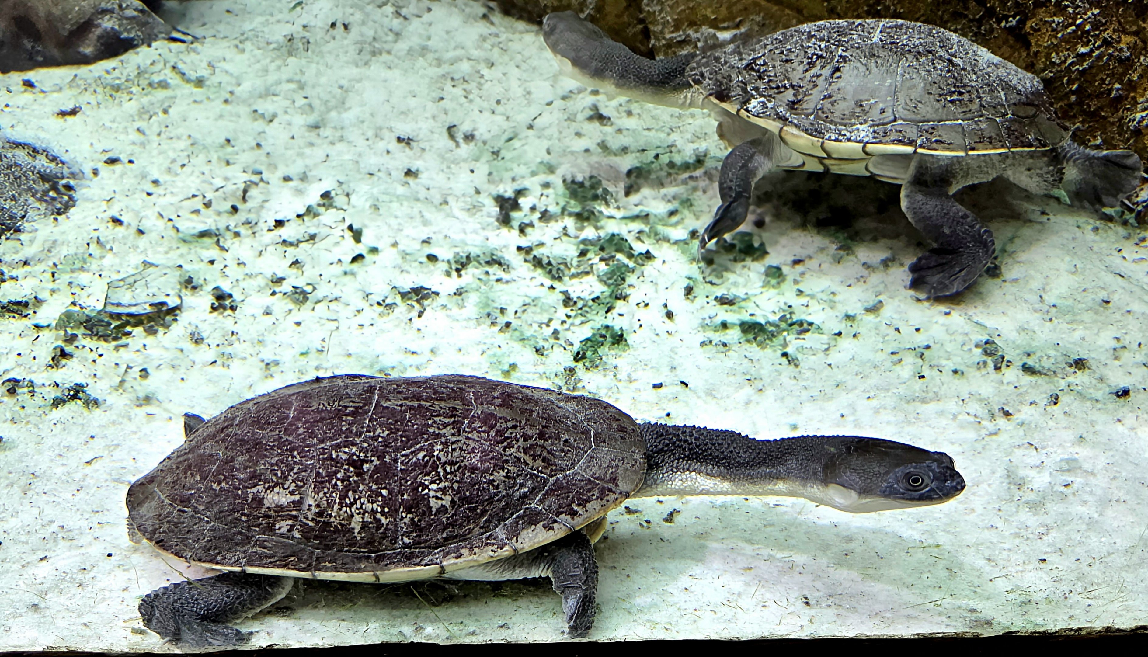 Rote Island Snake-Necked Turtles - Zoo Knoxville