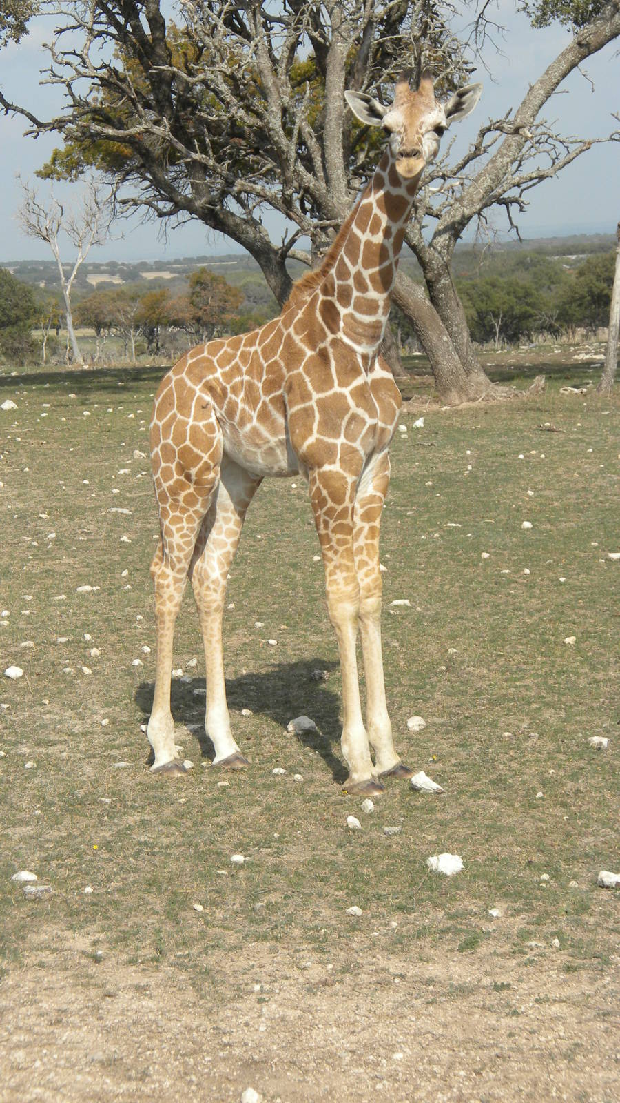 Roth-ticulated Giraffe calf