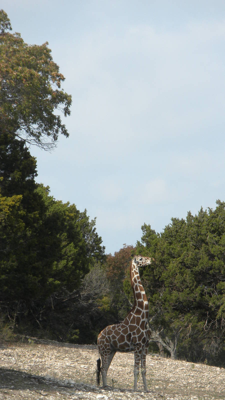 Roth-ticulated Giraffe
