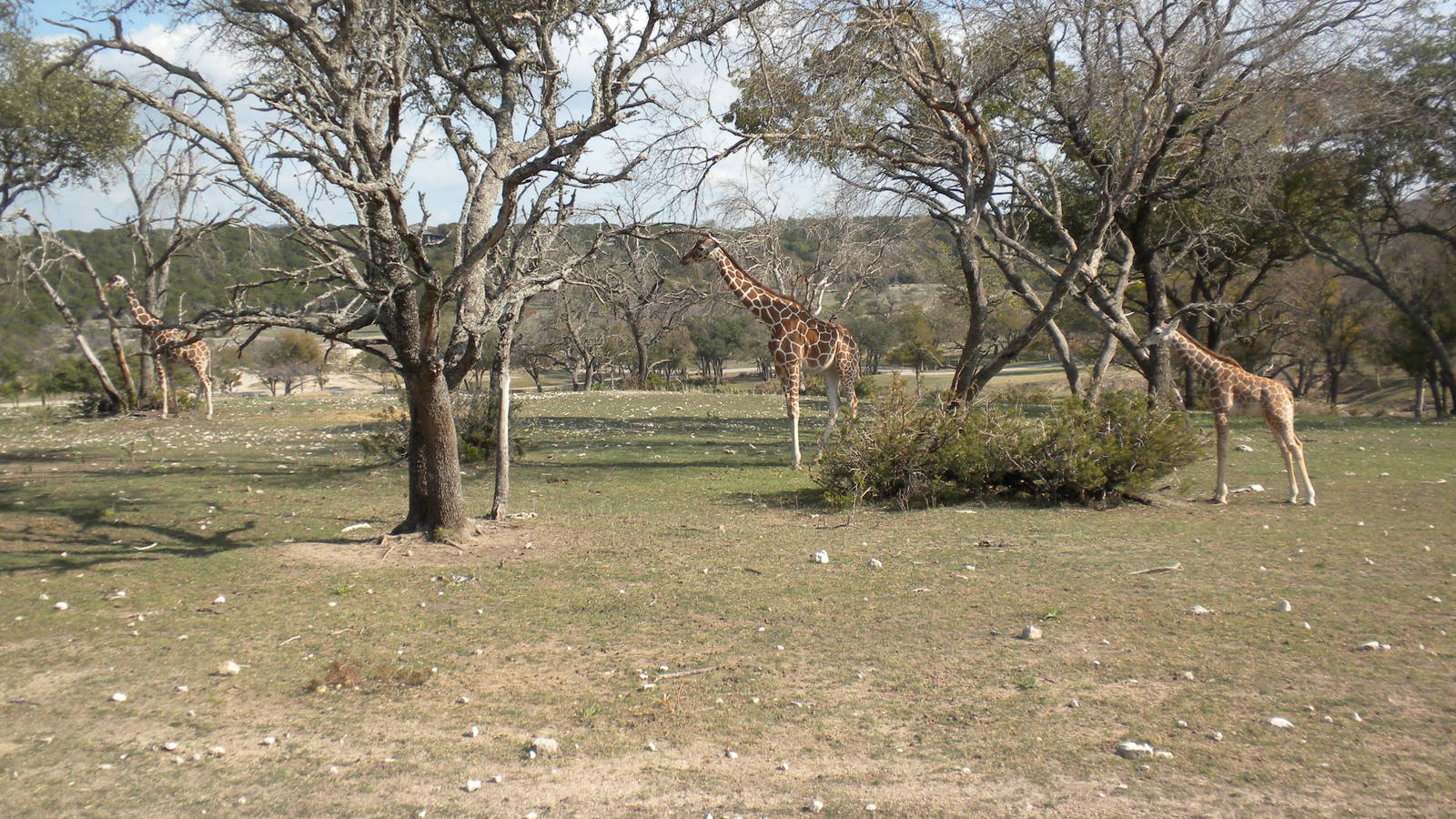 Roth-ticulated Giraffe