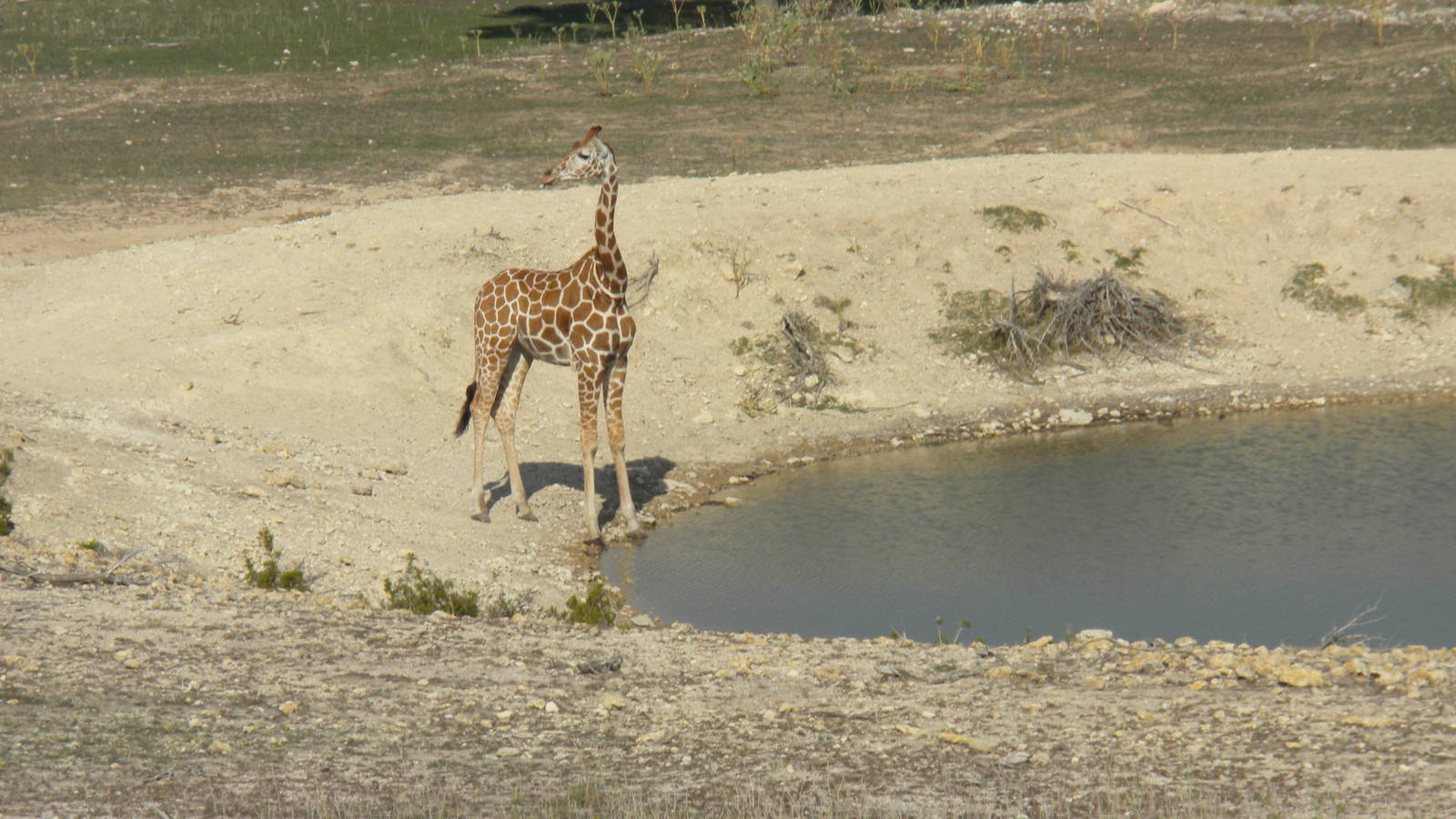 Roth-ticulated Giraffe