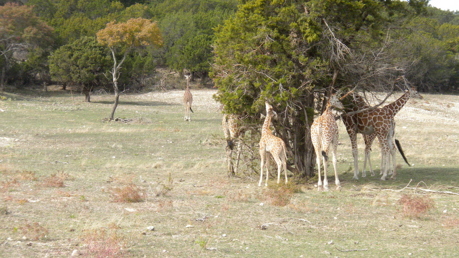 Roth-ticulated Giraffes