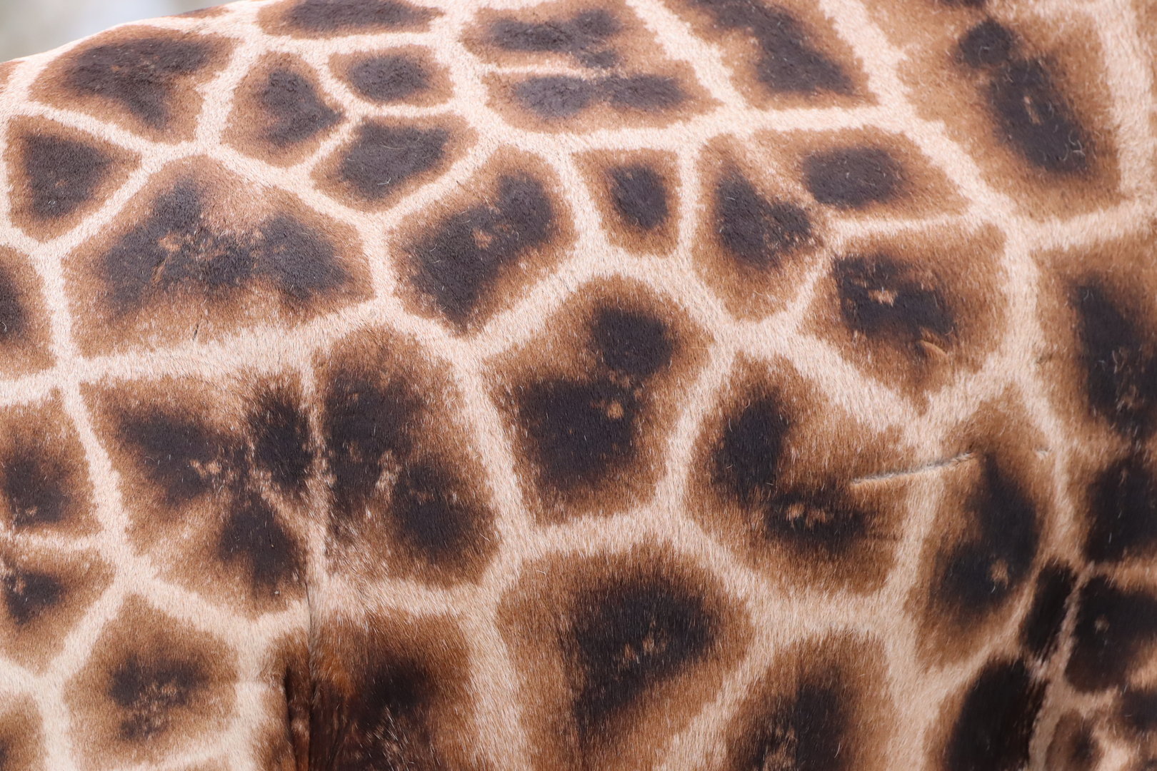 Rothchild's Giraffe Fur
