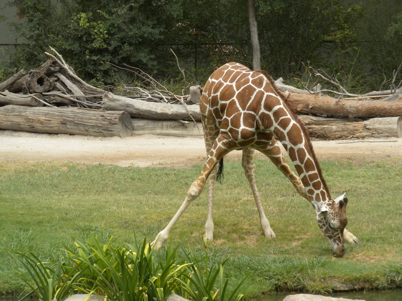 Rothiculated Giraffe