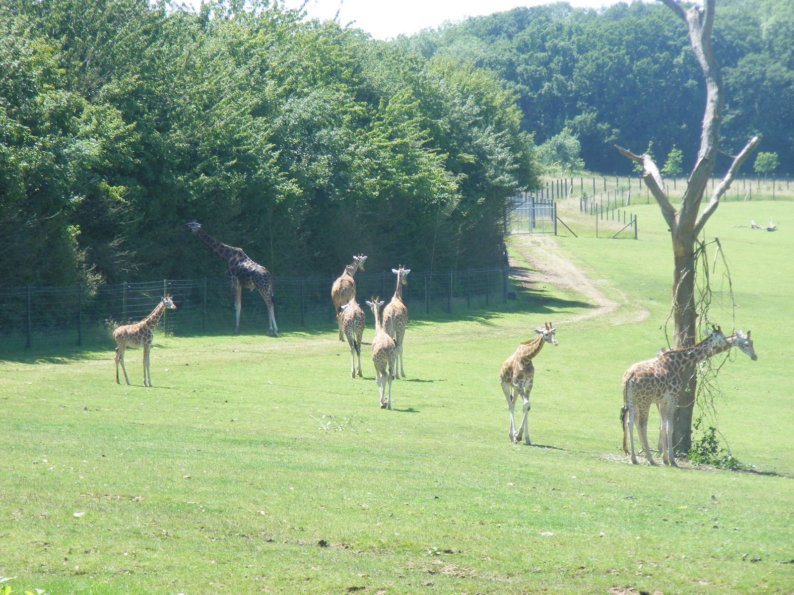 Rothschild and hybrid giraffes at Marwell Wildlife, 26 June 2011