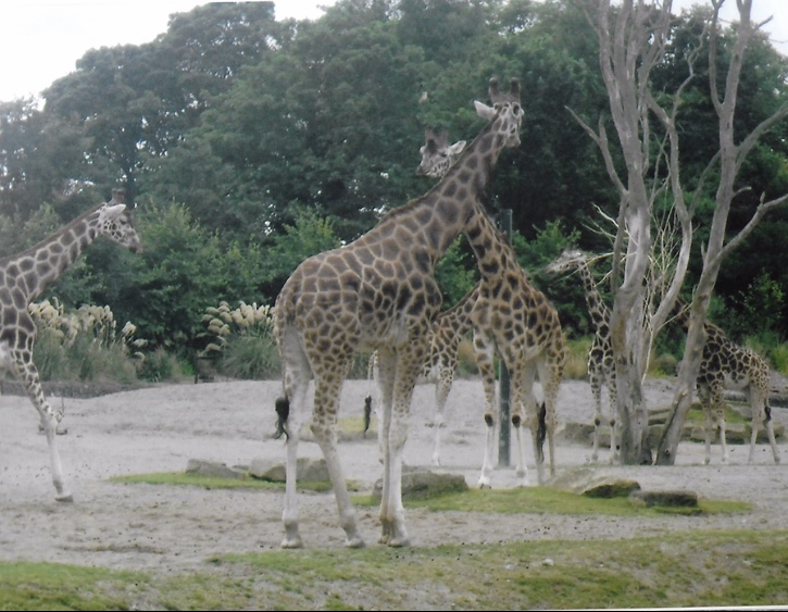 Rothschild giraffe 2017