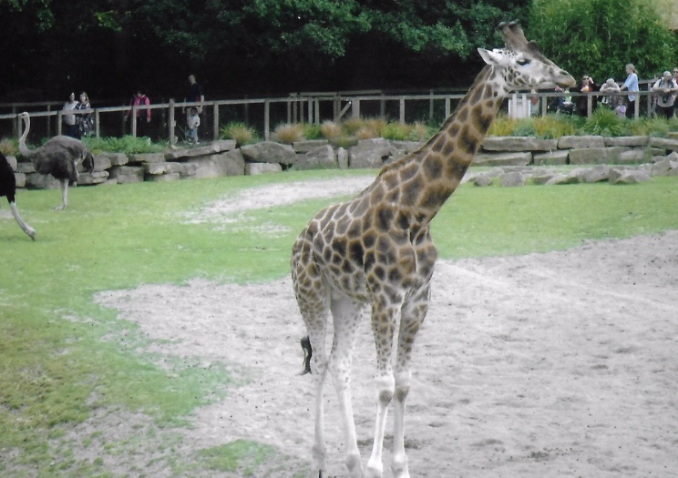 Rothschild giraffe 2017