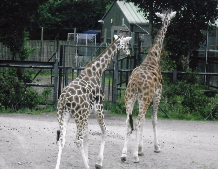 Rothschild giraffe 2017