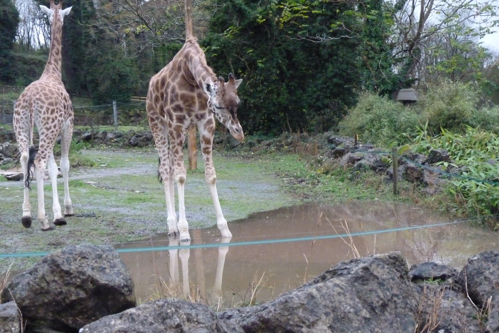 Rothschild giraffe and pond, 21 November 2016