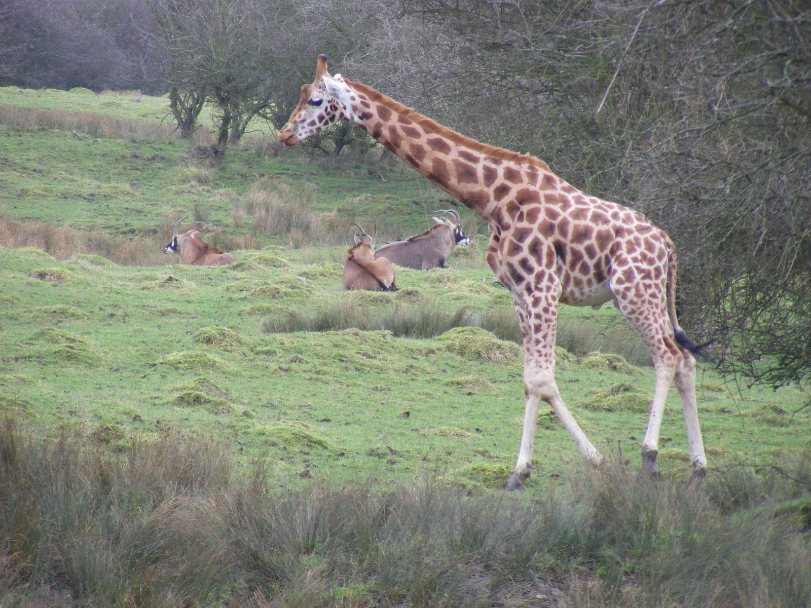 Rothschild giraffe and roan antelopes at Port Lympne Wild Animal Park, 13 F