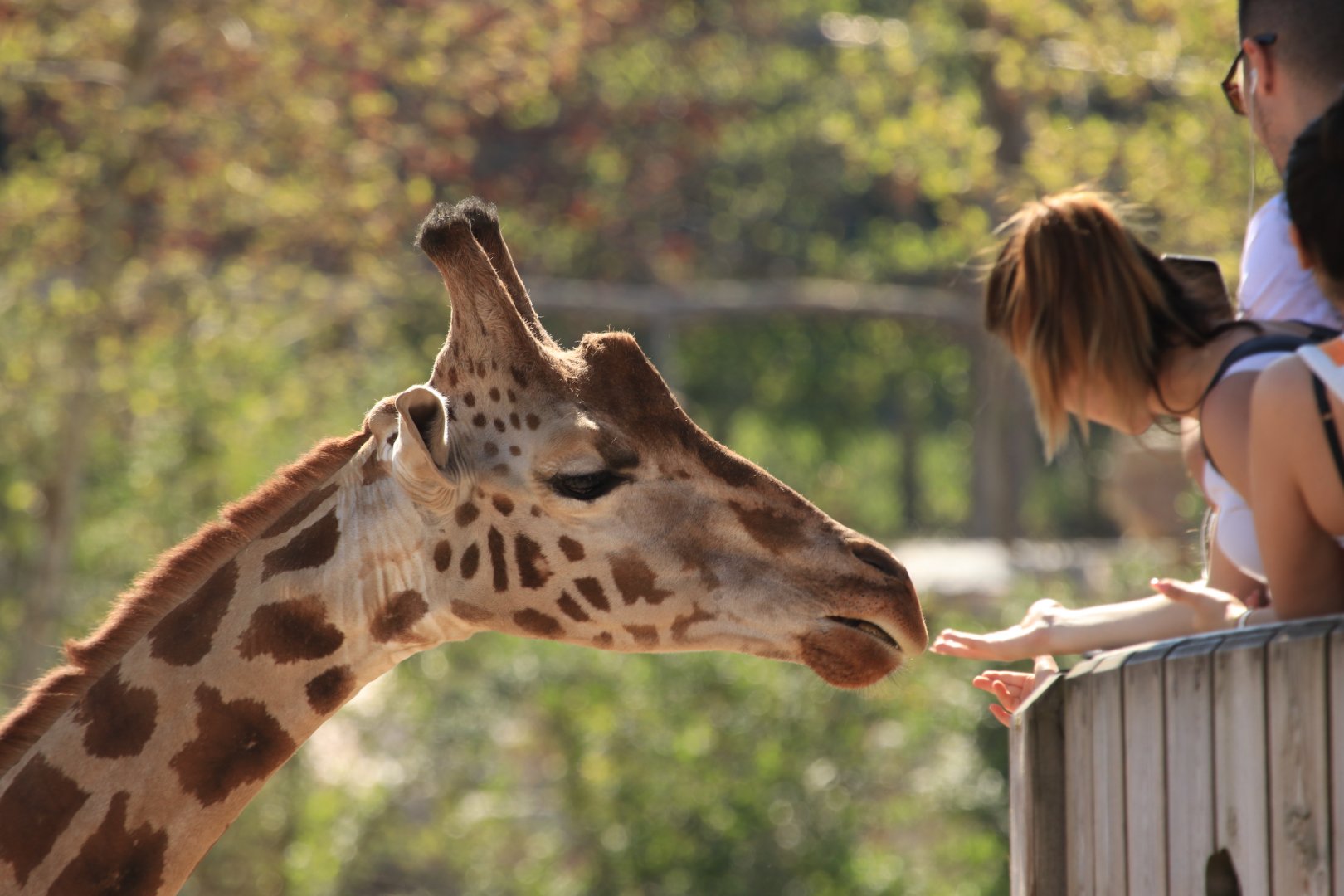 Rothschild Giraffe (April 2019)