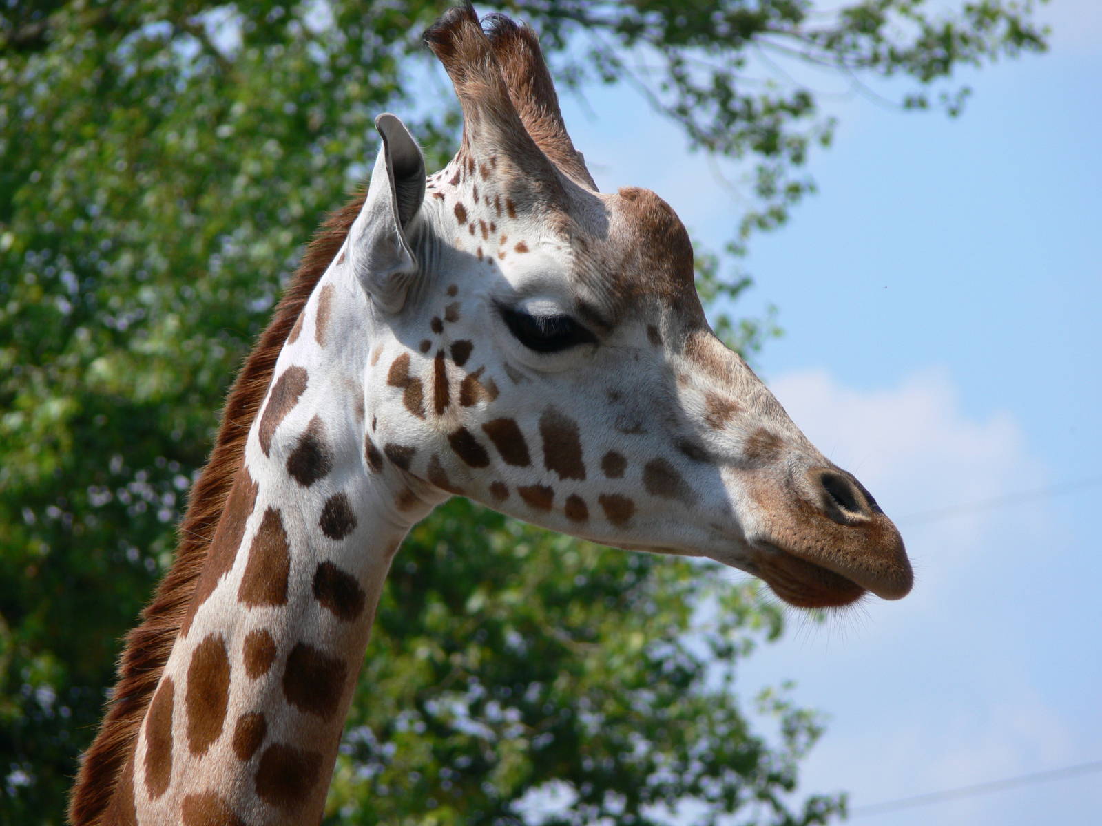 Rothschild Giraffe at Chester, 23/07/14