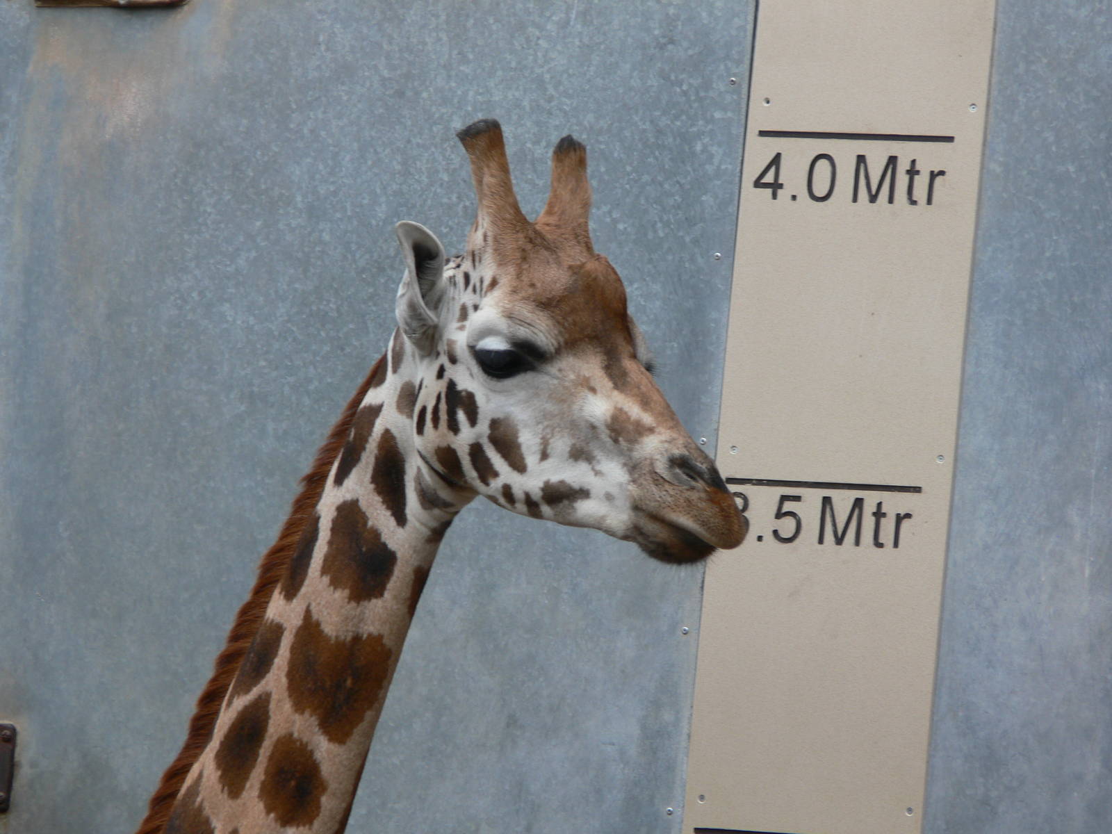 Rothschild Giraffe at Chester Zoo, 28/08/13