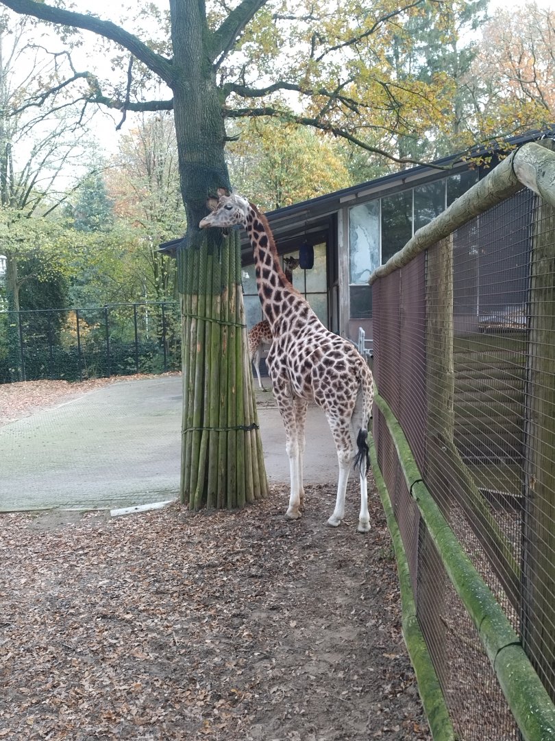 Rothschild giraffe at ouwehands