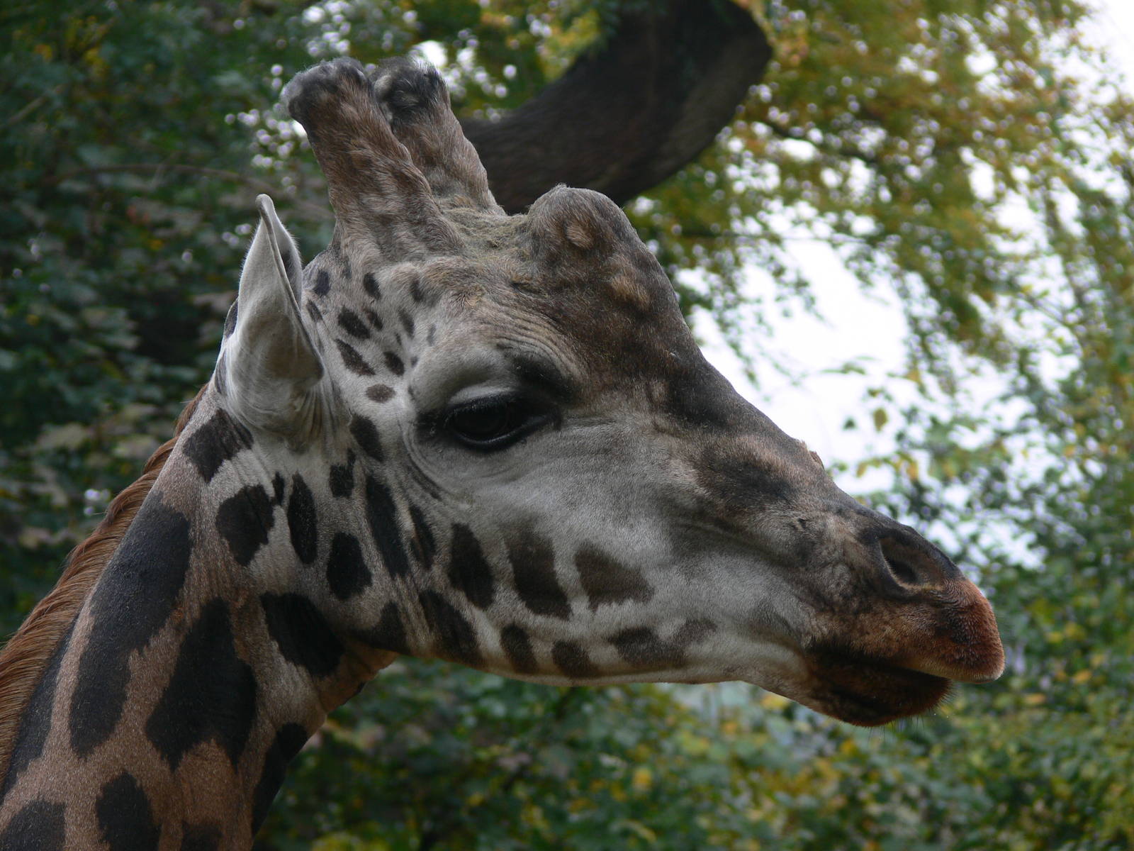 Rothschild Giraffe bull at Dudley, 02/11/13