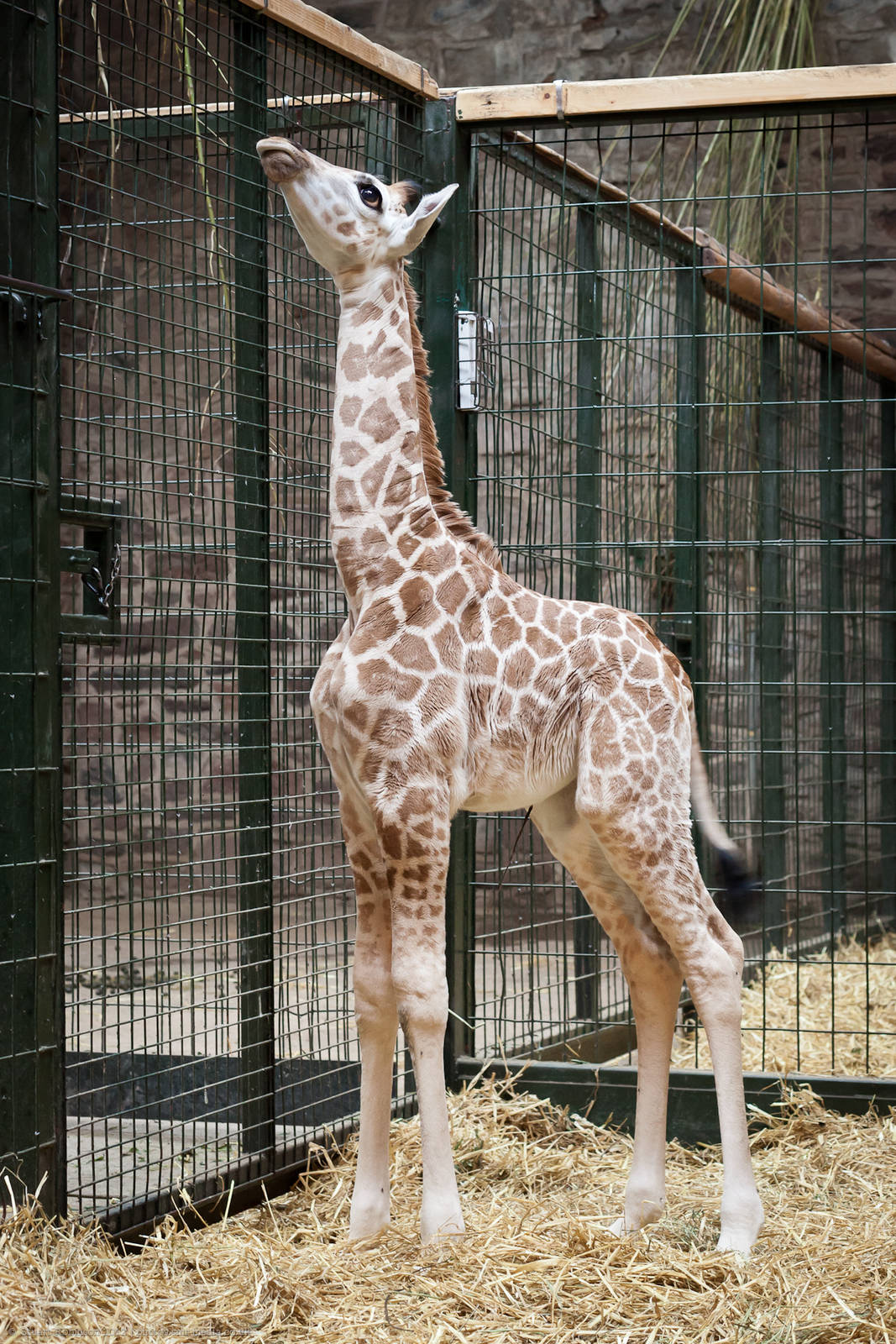 Rothschild Giraffe Calf - 10/10/2012