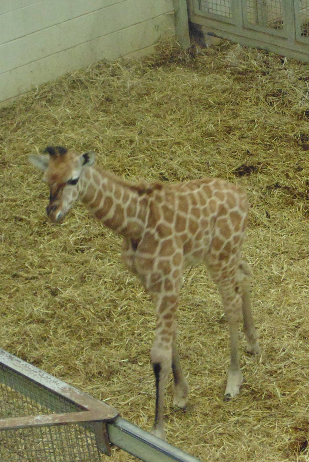 Rothschild Giraffe Calf Eliska