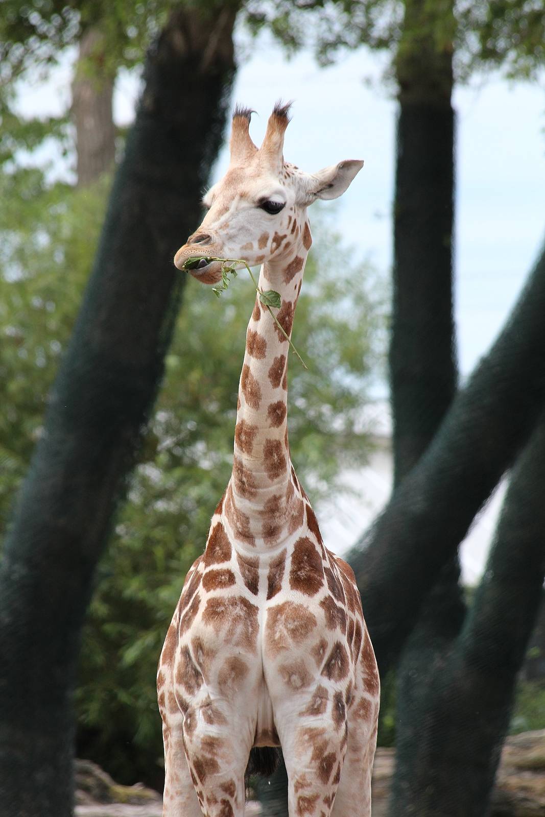 Rothschild Giraffe calf, Kanzi
