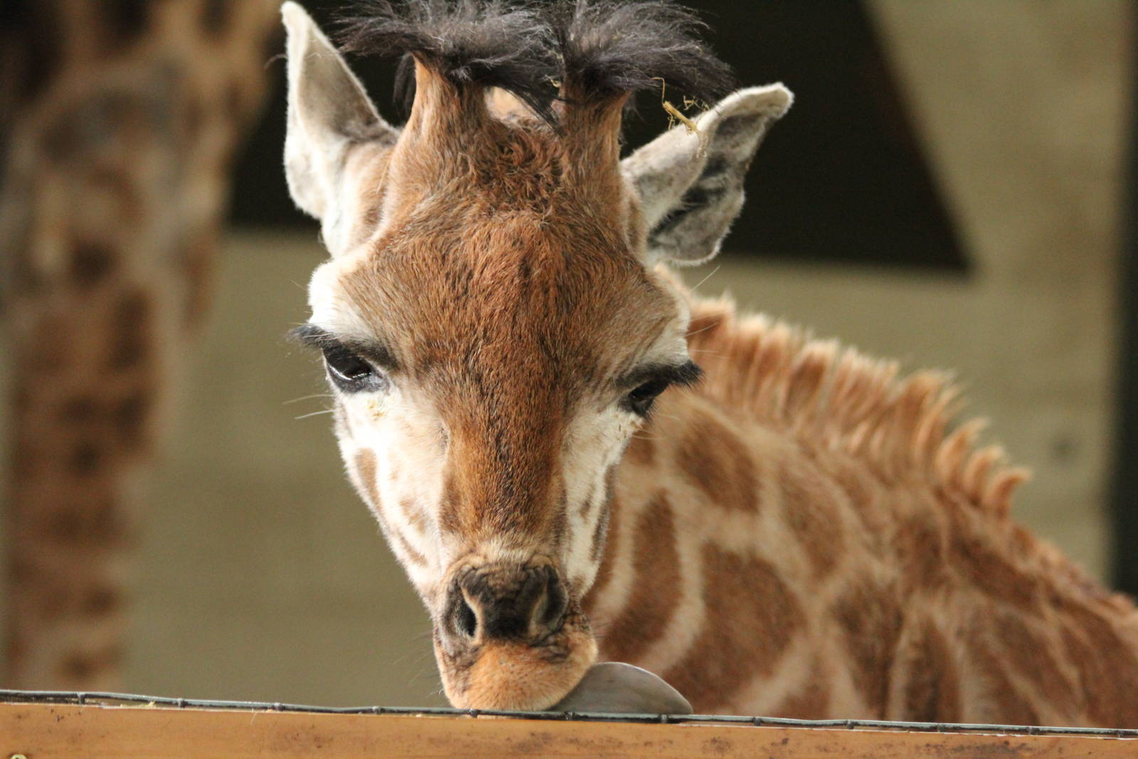 Rothschild Giraffe calf