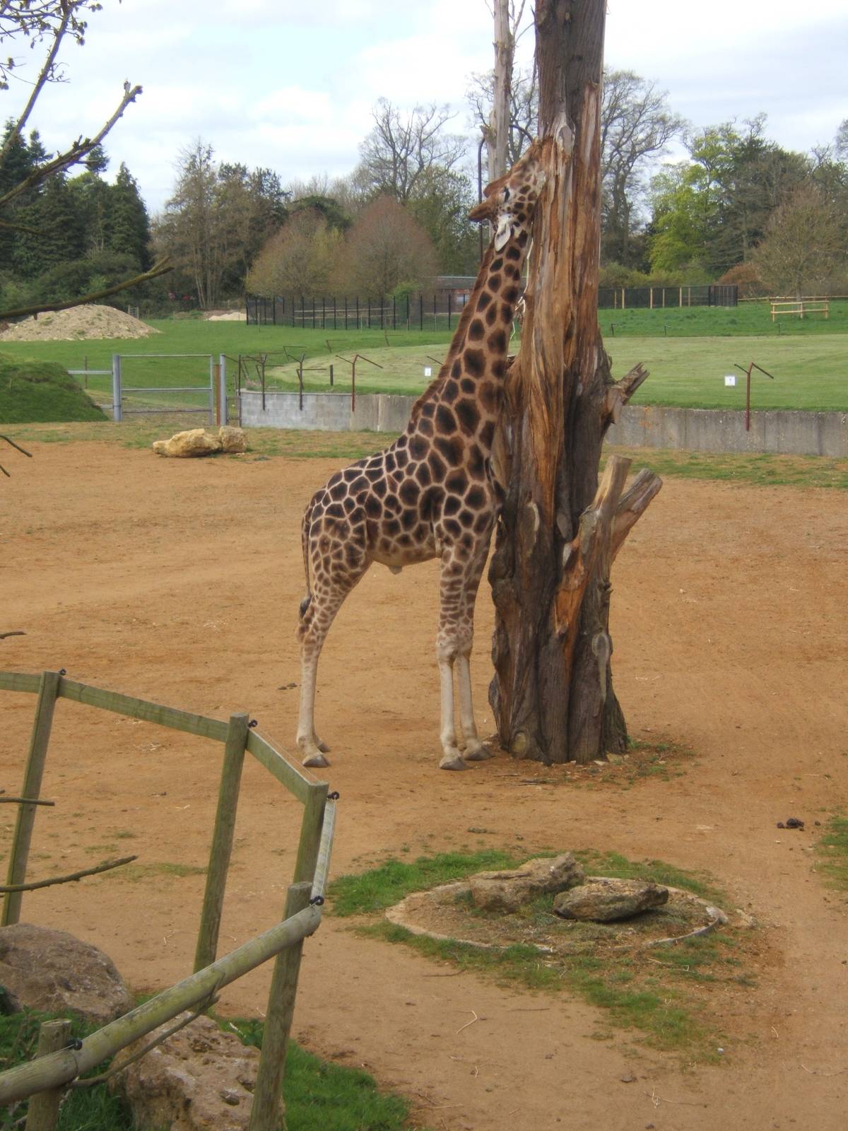Rothschild Giraffe/does anybody know what the house and enclosure in the ba