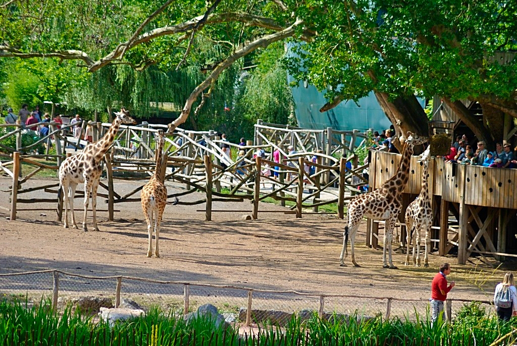 Rothschild Giraffe enclosure