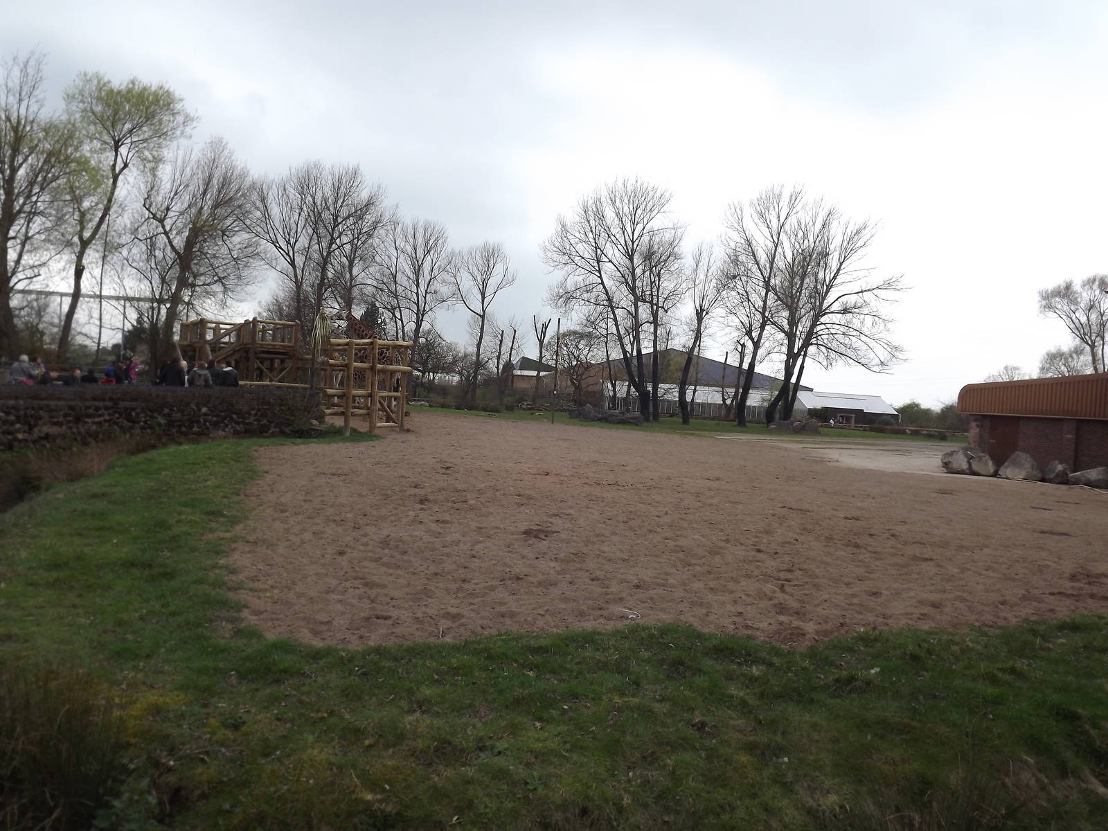 Rothschild Giraffe exhibit at Chester Zoo 31/03/12