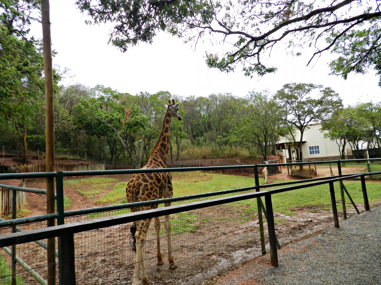 Rothschild giraffe exhibit - Zooparque Itatiba
