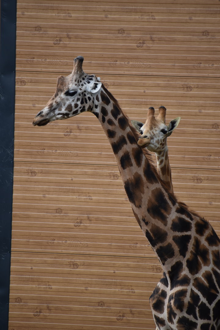 Rothschild Giraffe - Giraffa cameleopardalis rothschildi
