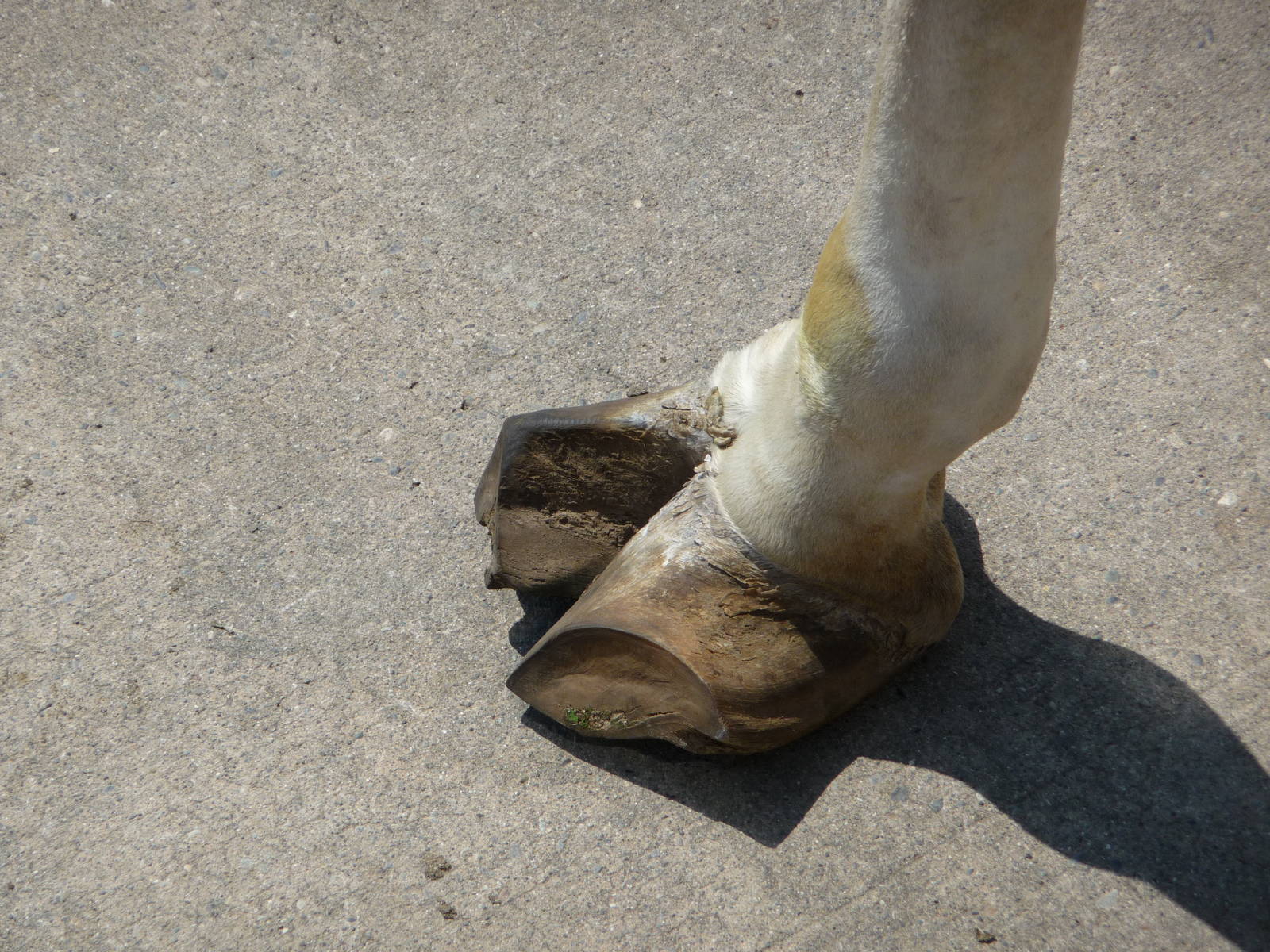 Rothschild Giraffe Hoof