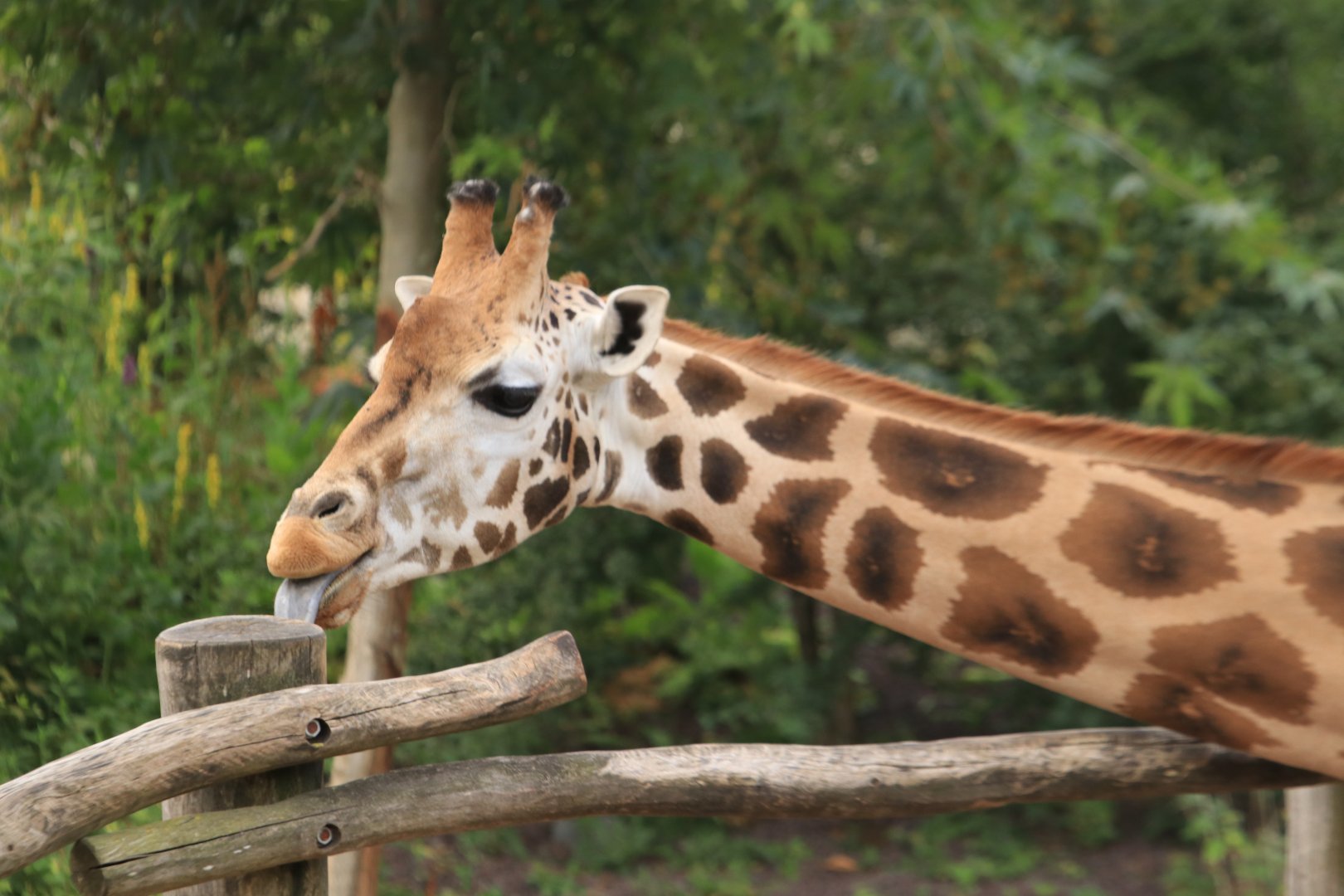 Rothschild giraffe (July 2019)