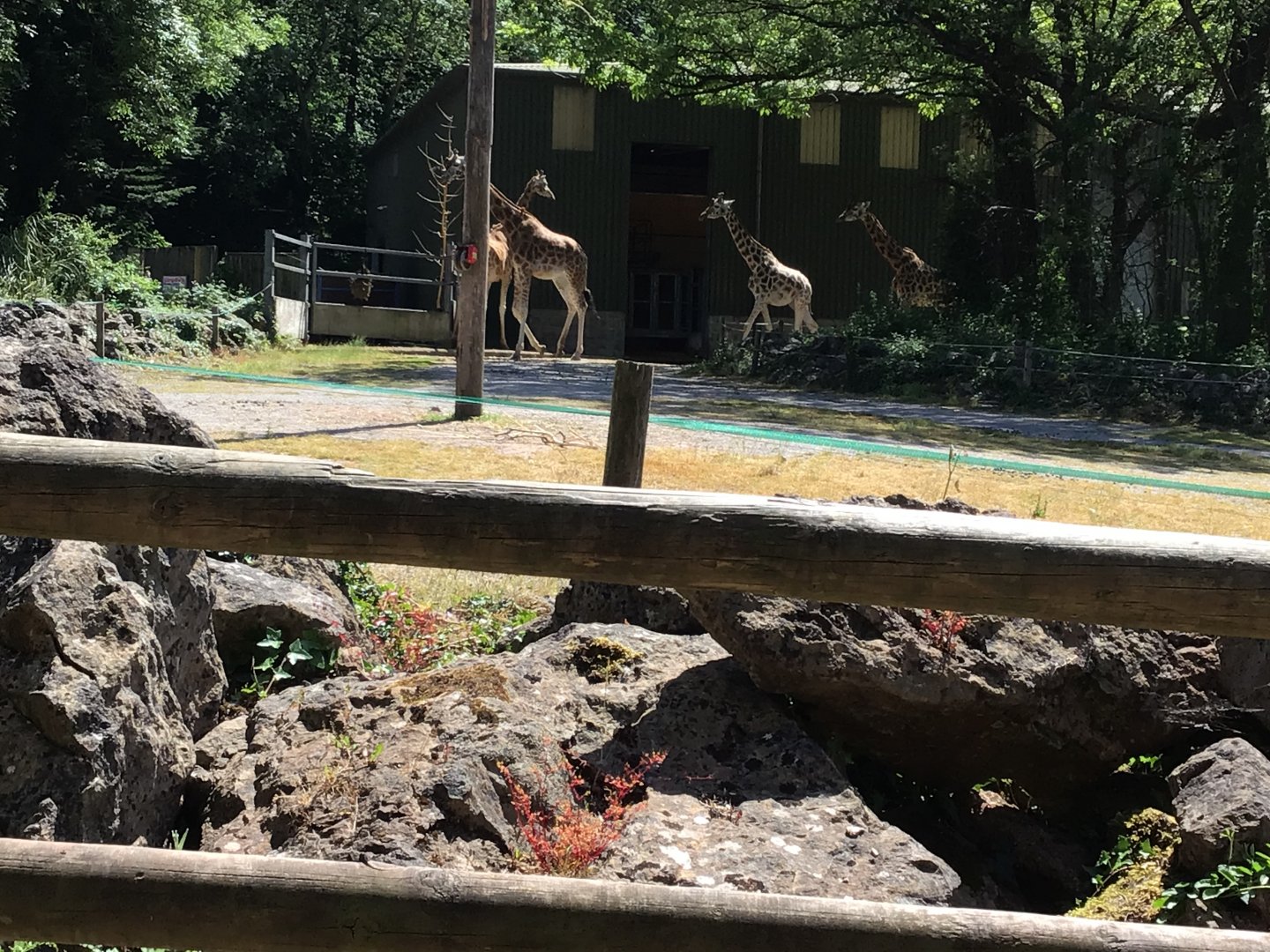 Rothschild Giraffe June 15th 2021