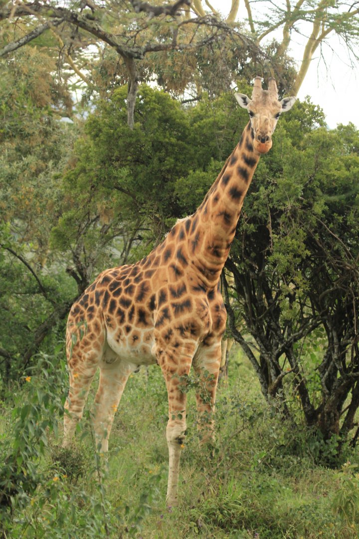Rothschild Giraffe - Lake Nakuru NP (September 2018)