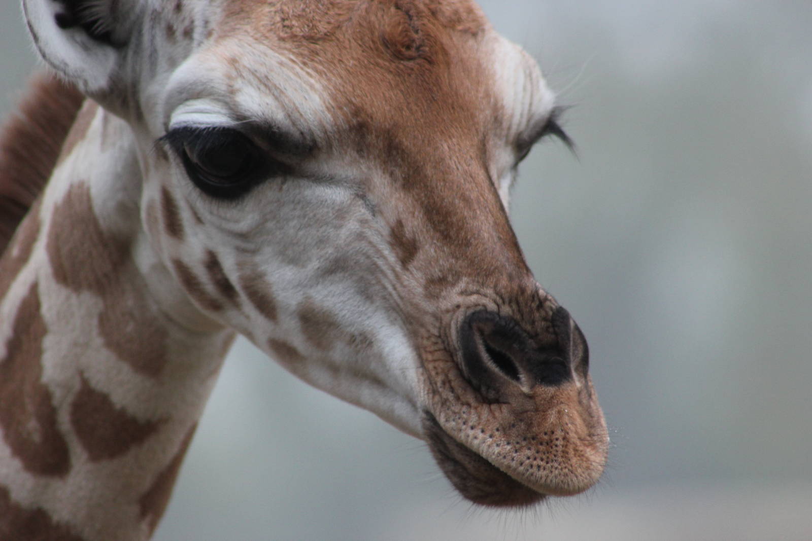 Rothschild giraffe youngster