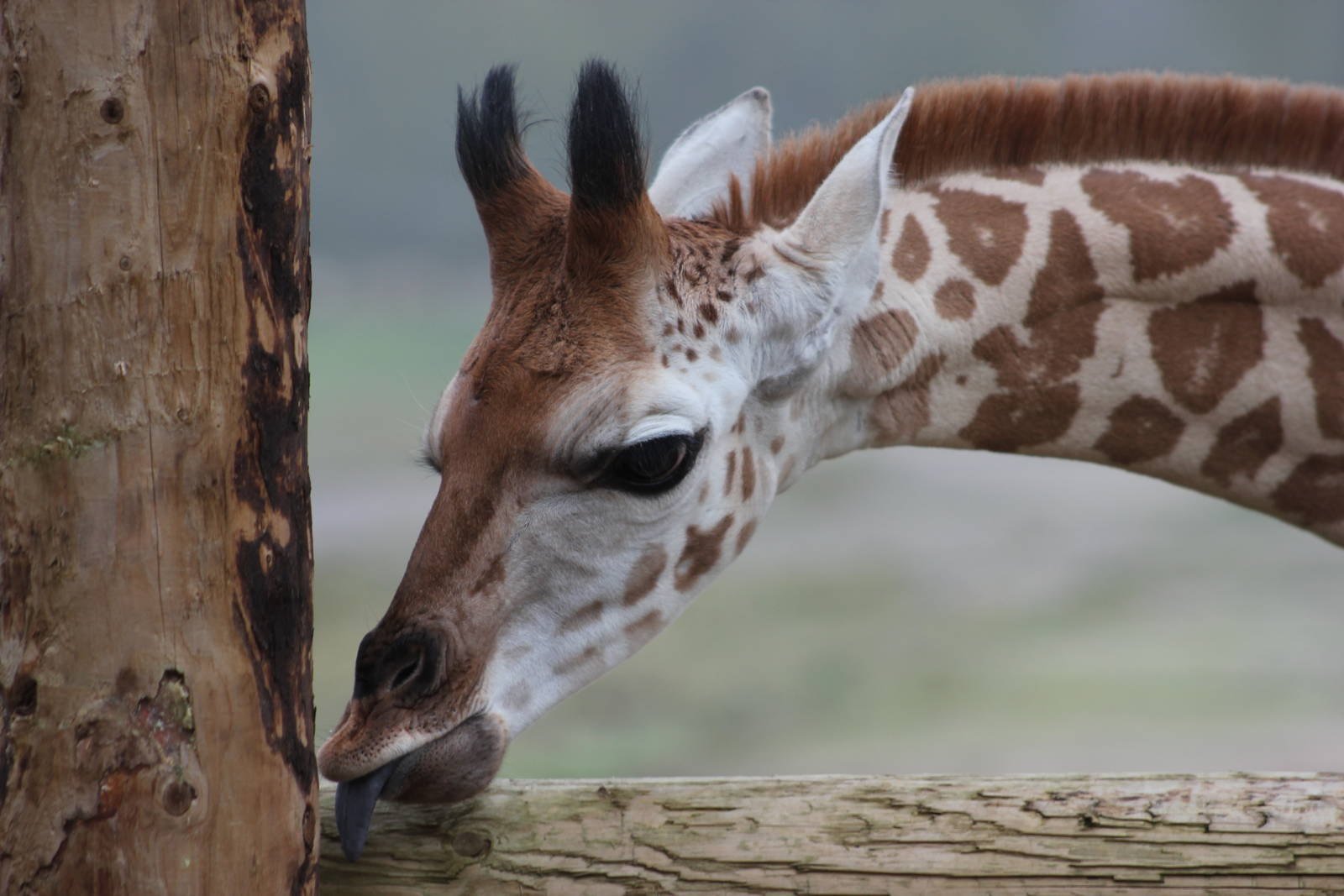 Rothschild giraffe youngster