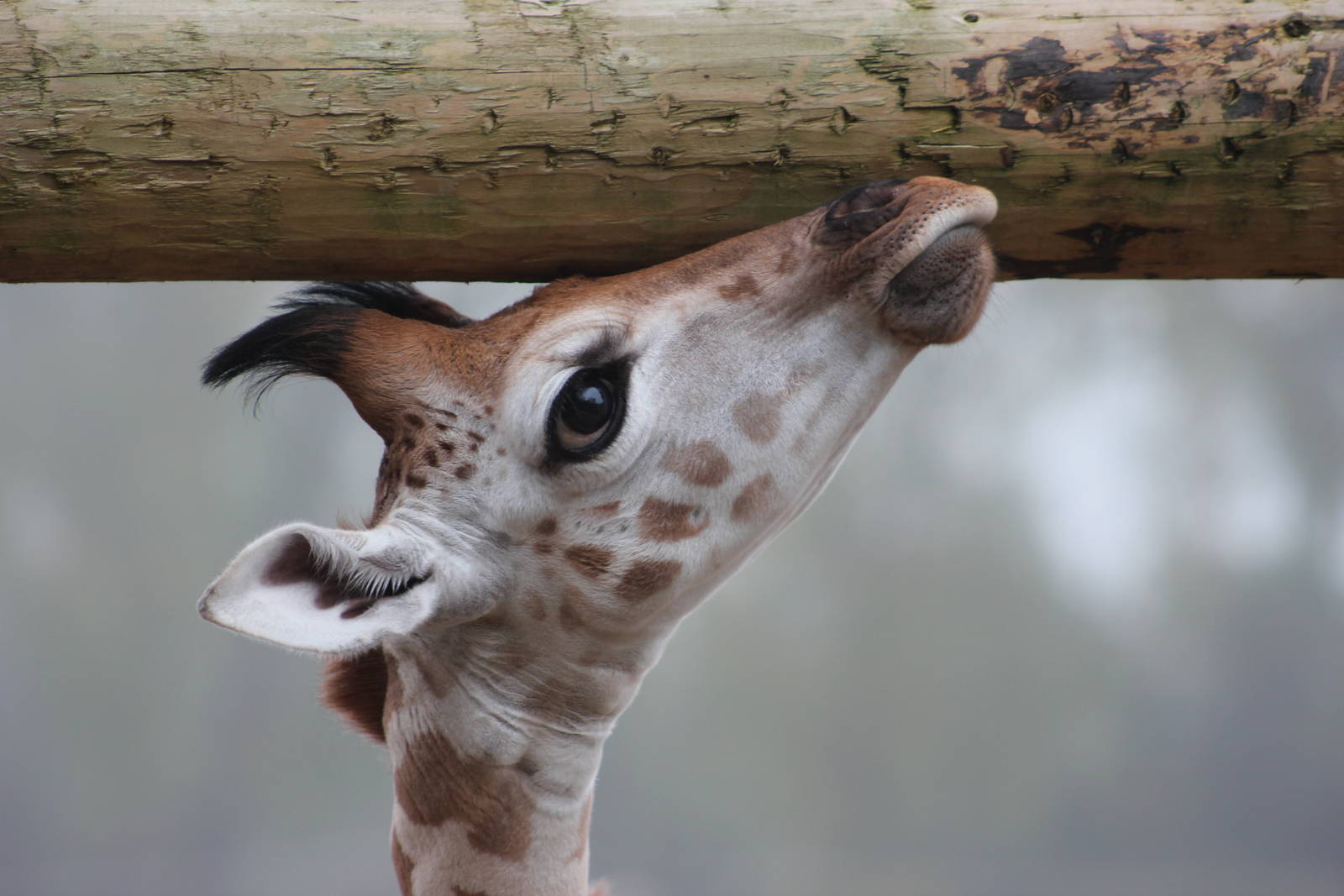 Rothschild giraffe youngster