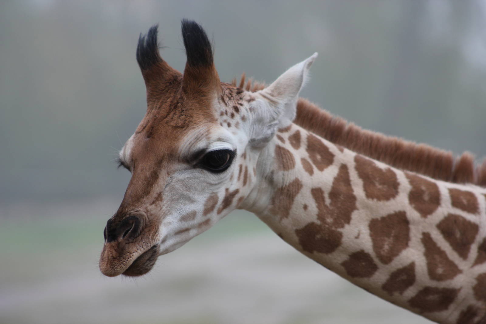 Rothschild giraffe youngster