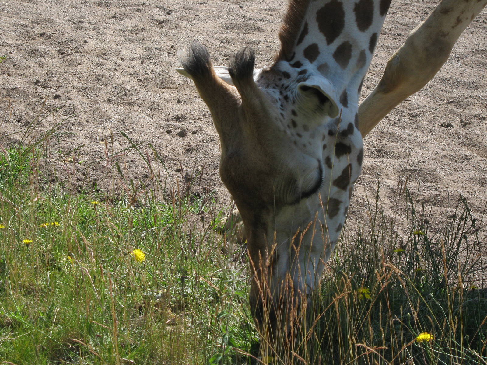 Rothschild Giraffe