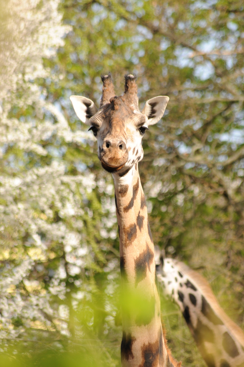 Rothschild giraffe