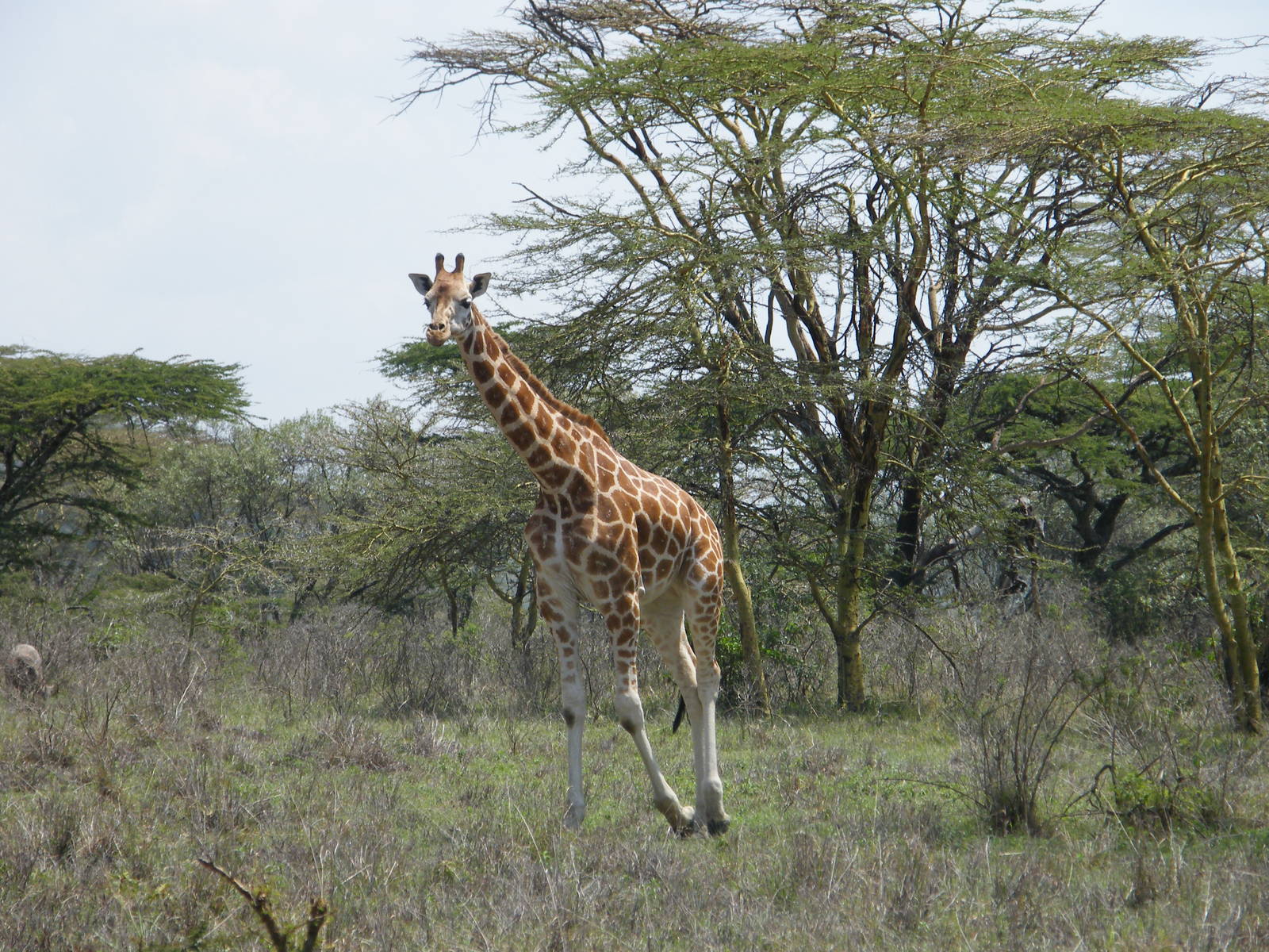 Rothschild giraffe