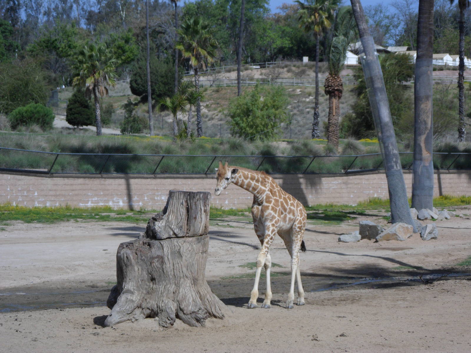 Rothschild Giraffe